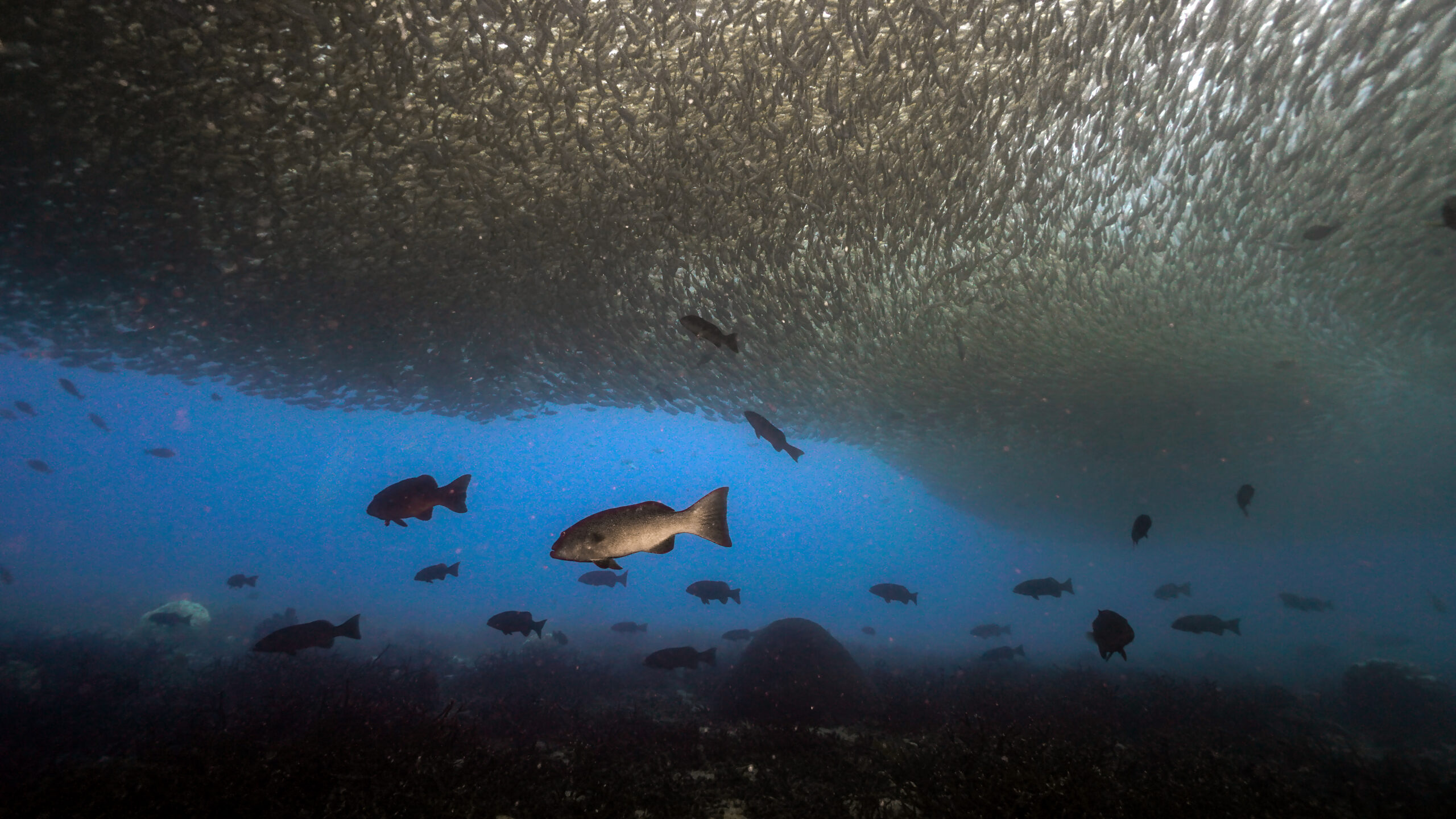 crystalimageskohtao.com-group-of-fish-kohtao-thailand