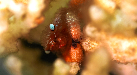 crystalimageskohtao.com-macro-shrimp-between-corals-kohtao-thailand