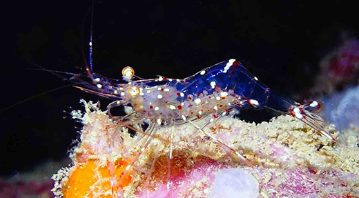 crystalimageskohtao.com-macro-shrimp-kohtao-thailand