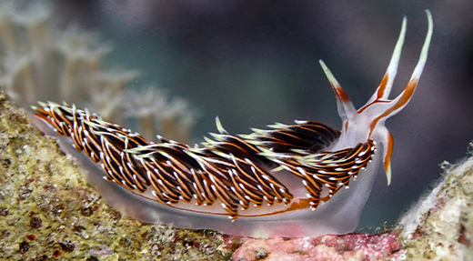 crystalimageskohtao.com-nudibranch-kohtao-thailand