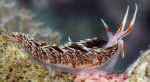 crystalimageskohtao.com-nudibranch