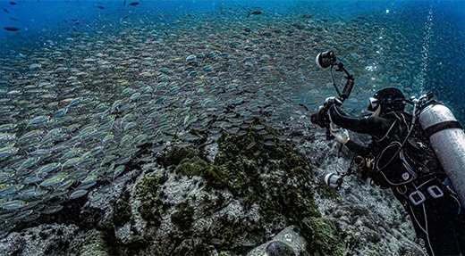 crystalimageskohtao.com-diver-with-group-of-fish