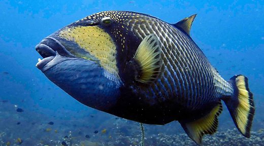 crystalimageskohtao.com-titan-triggerfish-kohtao-thailand