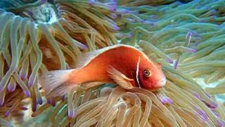 crystalimageskohtao.com-pink-anemonefish-kohtao-thailand