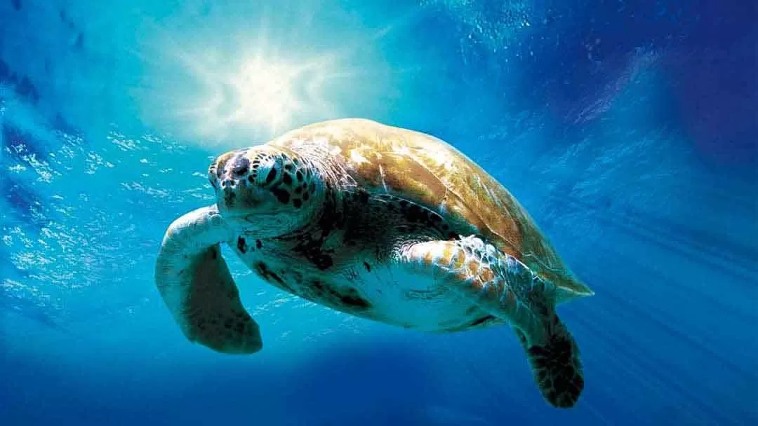 crystalimageskohtao.com-turtle-blue-water